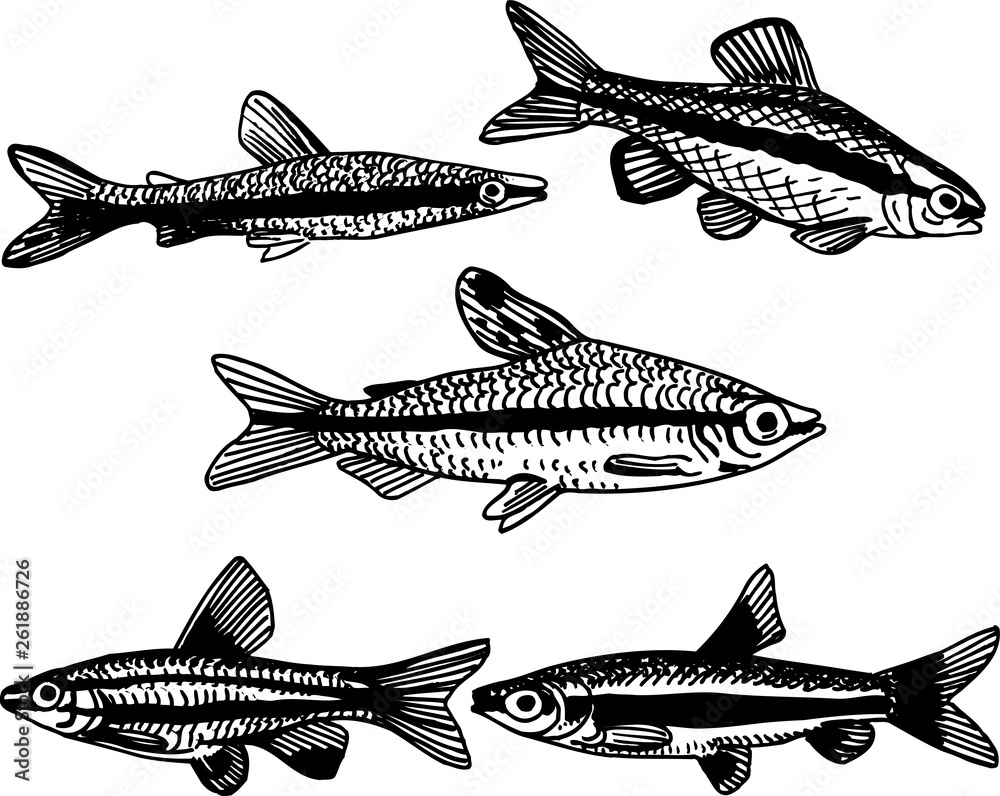 aquarium fish 004 aquarium fish 004