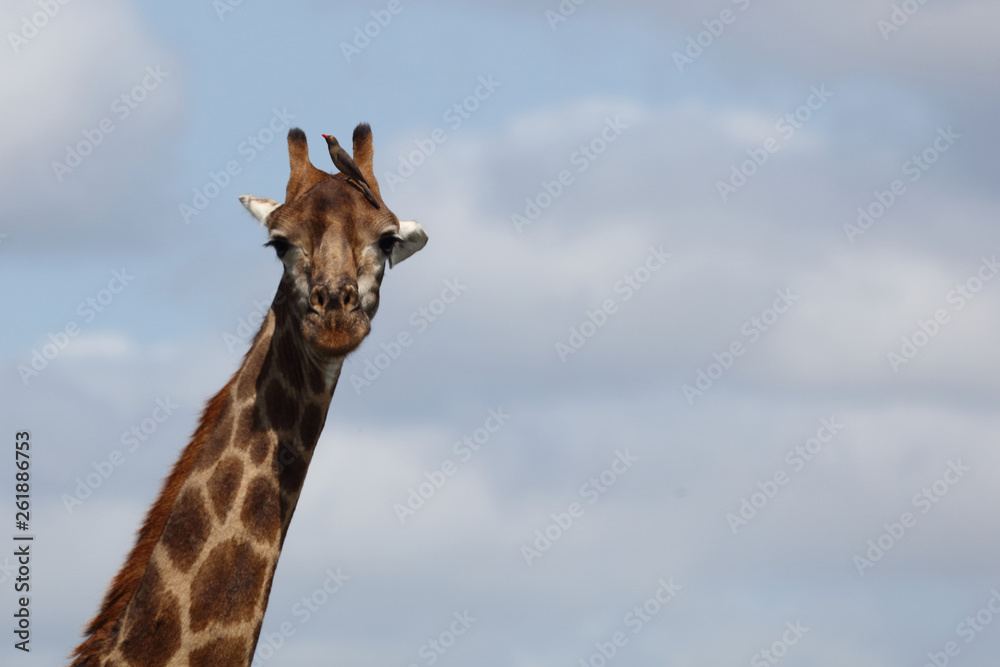 Giraffe / Giraffe / Giraffa Camelopardalis. Giraffe / Giraffe / Giraffa Camelopardalis.