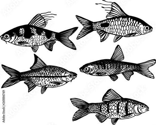 Φωτογραφία aquarium fish 006