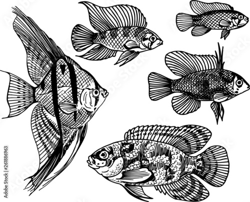 aquarium fish 013