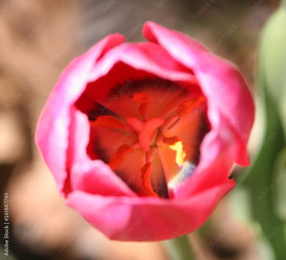 red tulip in hand red tulip in hand
