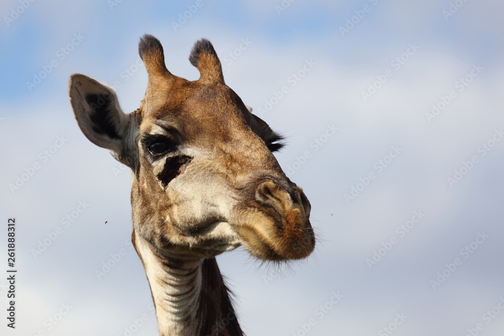 Obraz premium Giraffe / Giraffe / Giraffa Camelopardalis