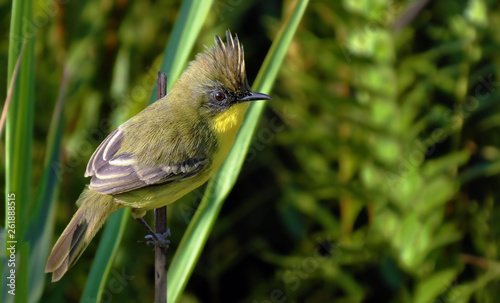 Crested Doradito photo