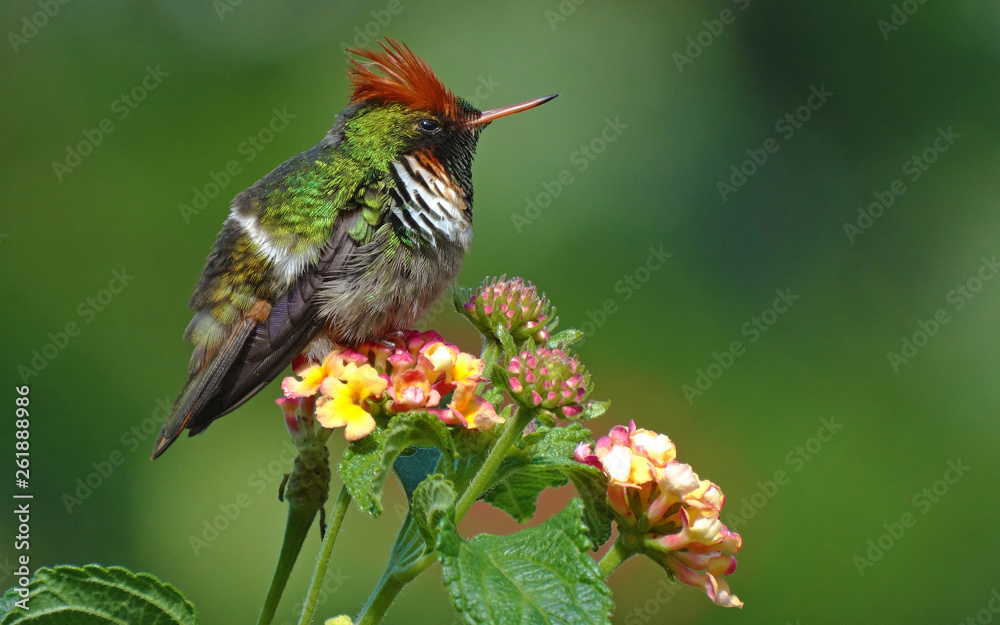 Fototapeta premium Frilled Coquette