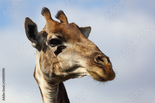 Giraffe   Giraffe   Giraffa Camelopardalis