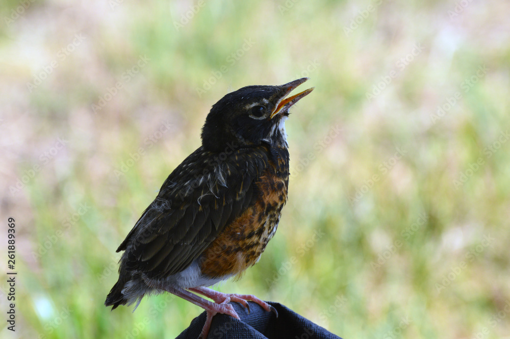 Baby Robin that just left the nest Baby Robin that just left the nest
