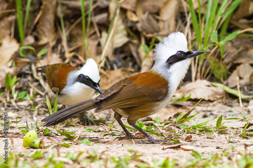 beautiful white-crested laughingthrush (Garrulax leucolophus) possing on eating rice  on grass at  Nam Nao national park , Thailand © pittawut