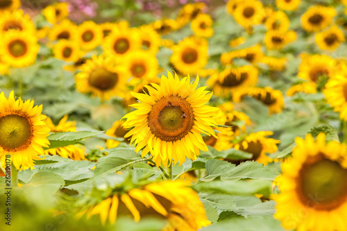 Beautiful sunflower field on natural light soft focus