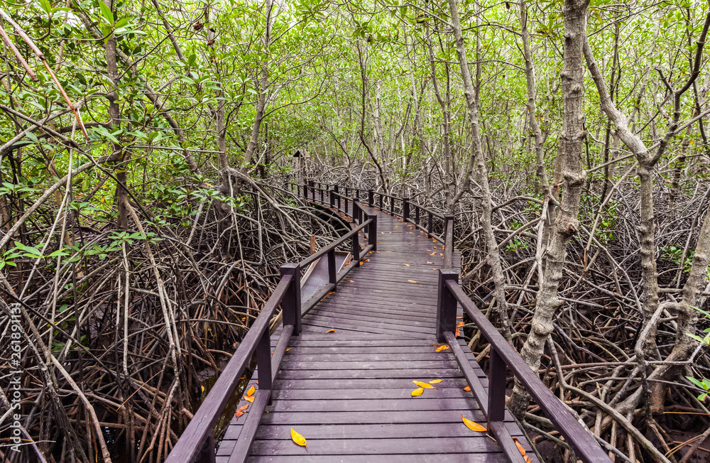 Wooden bridge the forest mangrove at Petchaburi, Thailand Wooden bridge the forest mangrove at Petchaburi, Thailand