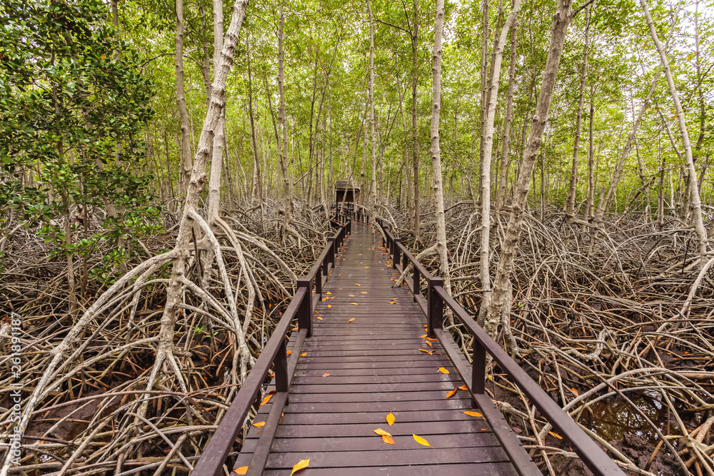 Wooden bridge the forest mangrove at Petchaburi, Thailand Wooden bridge the forest mangrove at Petchaburi, Thailand