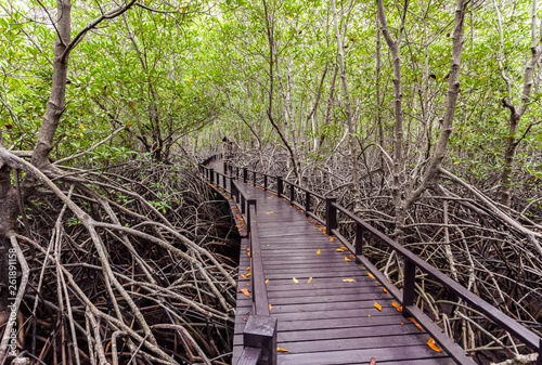 Wooden bridge the forest mangrove at Petchaburi  Thailand