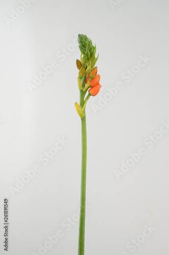 Orange Ornitogalum Sunshine on White background photo