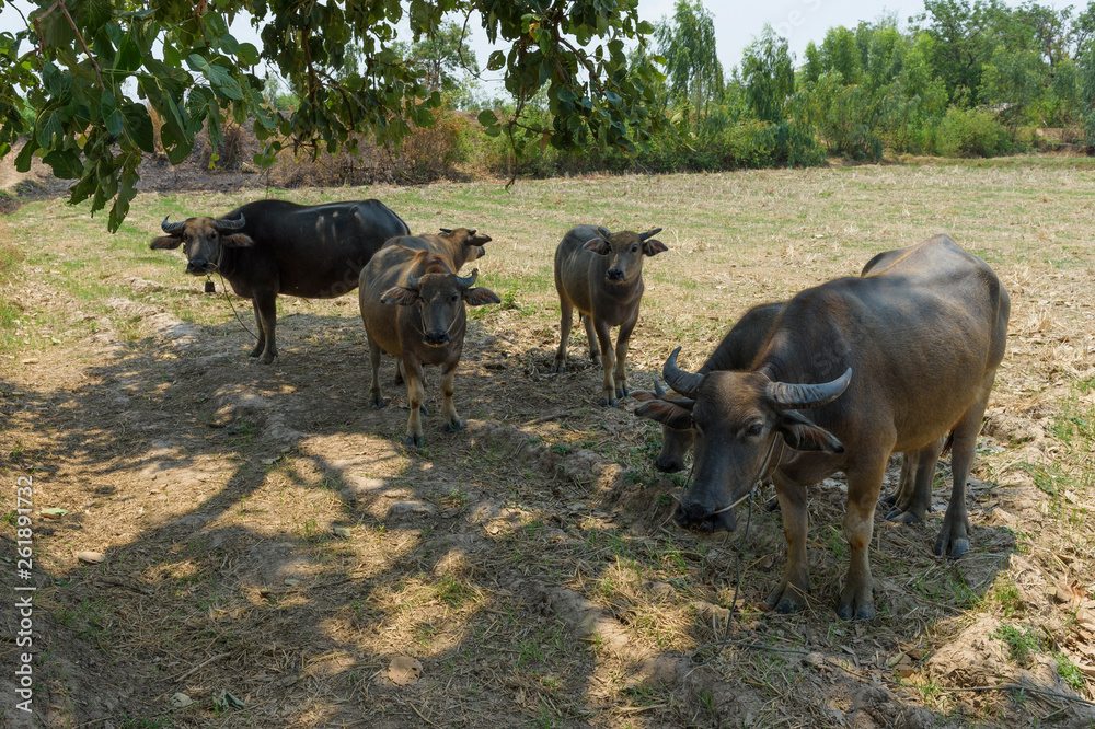 Buffalo in the farm barn in rural Thailand.