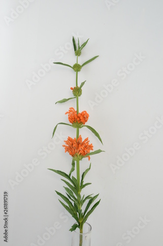 Leonotis leonurus Orange on Wite Background photo