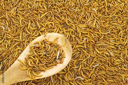 Close up mealworm feed for animals in wooden spoon  in the  market
