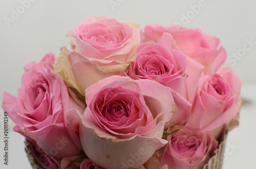Pink Rose flowers on white background
