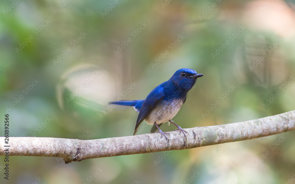 Beautiful male Hainan Blue Flycatcher (Cyornis concreta) on branch  in Doi inthanon Chiangmai. Thailand