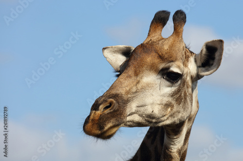 Canvas Print Giraffe / Giraffe / Giraffa Camelopardalis
