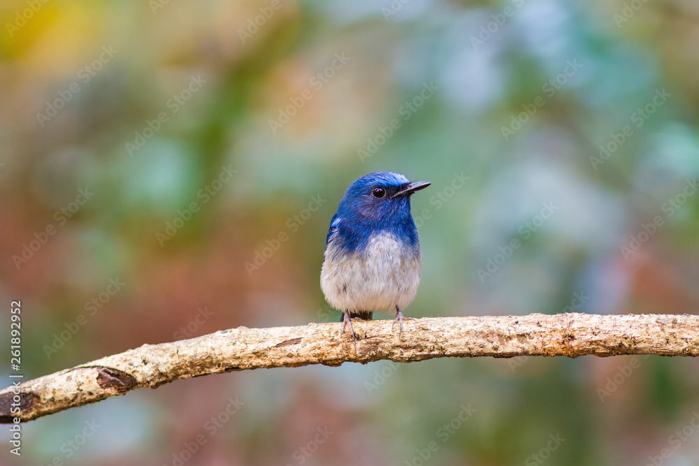 Beautiful male bird of Hainan Blue Flycatcher (Cyornis concreta) on branch in Doi inthanon Chiangmai. Thailand Beautiful male bird of Hainan Blue Flycatcher (Cyornis concreta) on branch in Doi inthanon Chiangmai. Thailand