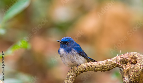 Beautiful male bird of  Hainan Blue Flycatcher (Cyornis concreta) on branch in Doi inthanon Chiangmai. Thailand