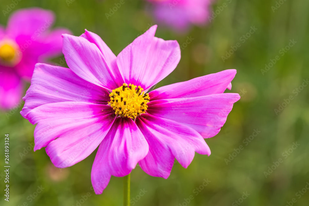 Obraz premium Pink cosmos flower (Cosmos Bipinnatus) with blurred background