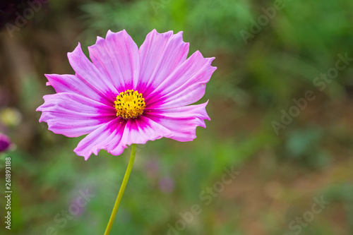 Pink cosmos flower  Cosmos Bipinnatus  with blurred background
