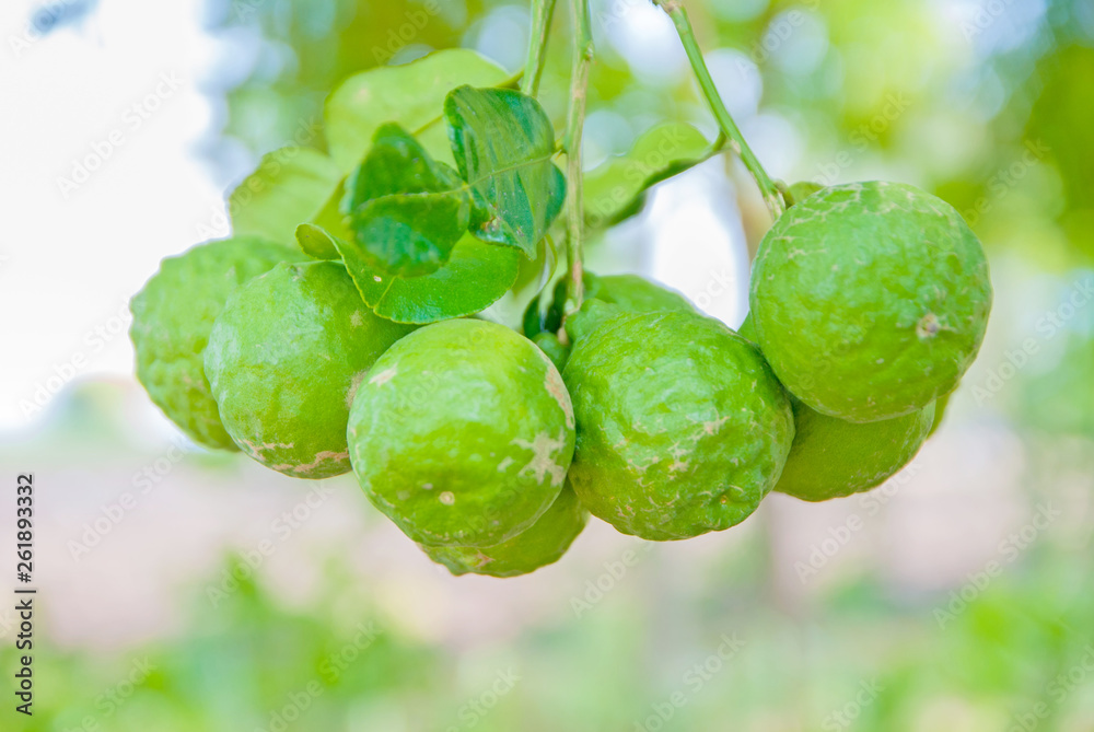 Kaffir lime, Kaffir lime from Thailand country Kaffir lime, Kaffir lime from Thailand country