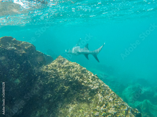 a white-tipped reef shark swims along a reef at isla bartolome © chris