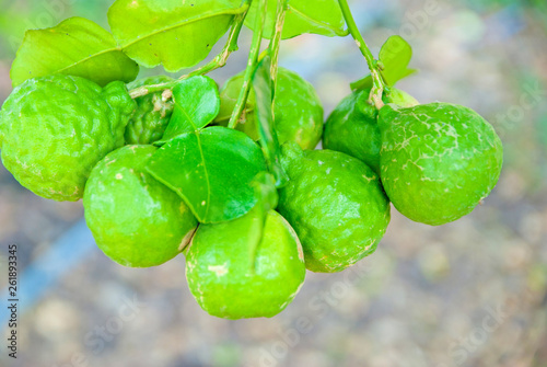 Wallpaper Mural Kaffir lime, Kaffir lime from Thailand country Torontodigital.ca