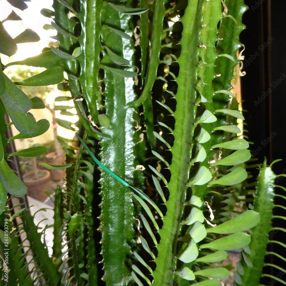 Naklejka premium Variedad de Nopal