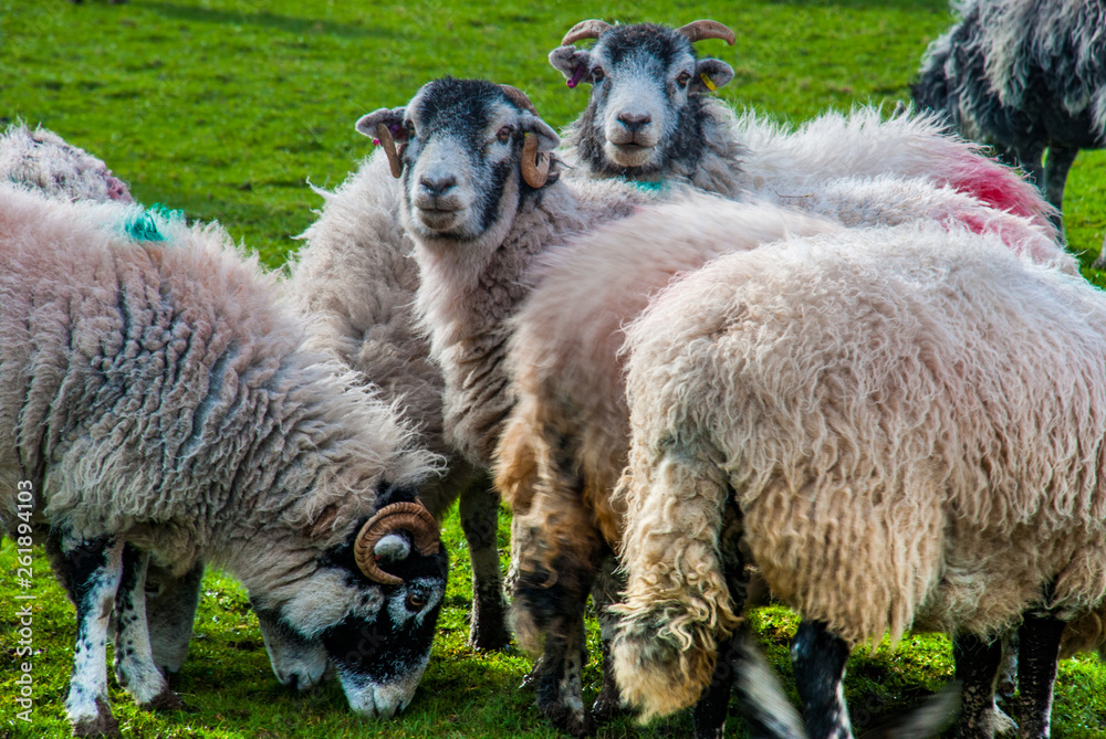 Obraz premium Sheeps in a meadow on green grass
