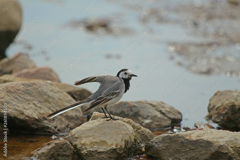 little bird wagtail on the rocks near the shore little bird wagtail on the rocks near the shore