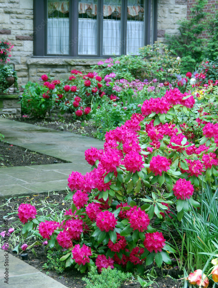 large mauve rhododendron bush in front garden