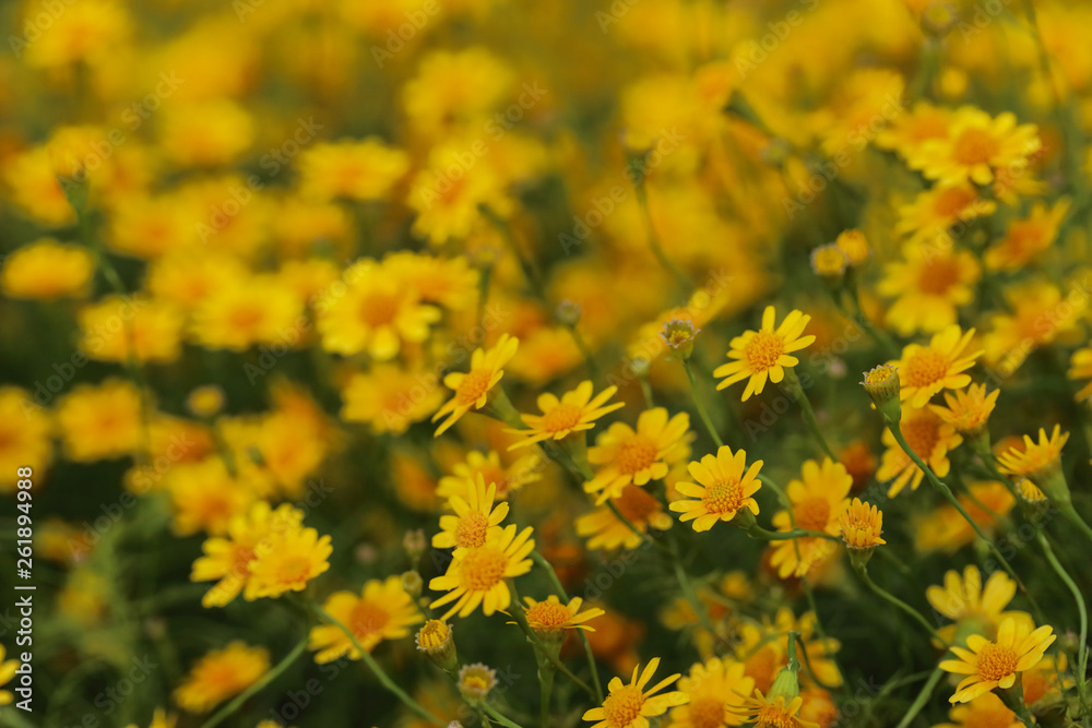 Field of Dahlberg daisy in the garden Field of Dahlberg daisy in the garden
