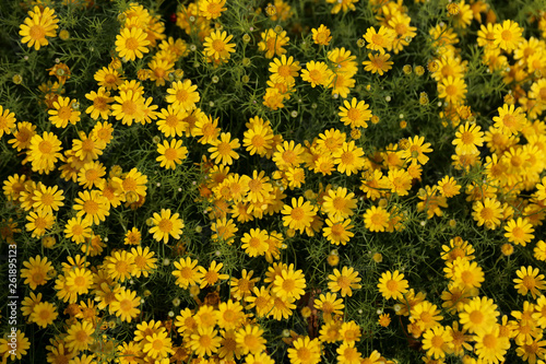 Field of Dahlberg daisy in the garden