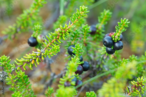 Crowberries, Empetrum nigrum