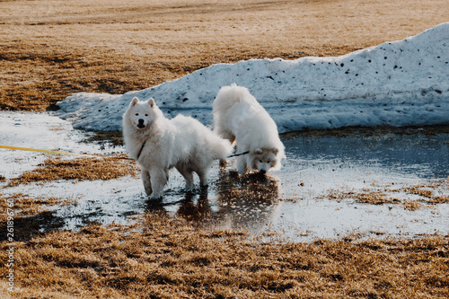 Two Samoyed dogs playing in melt water next to a snow pile in April.  photo