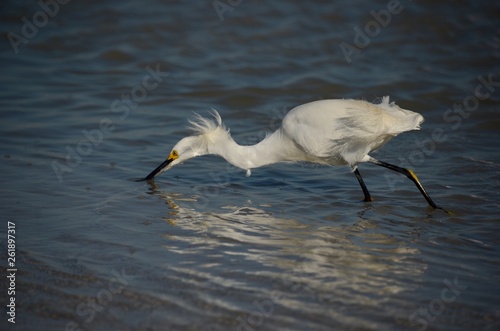 Snowy Egret Fishing