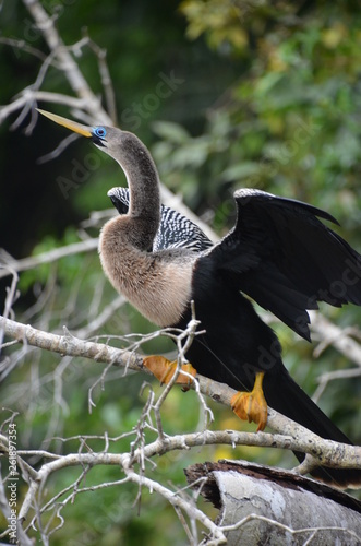 Anhinga