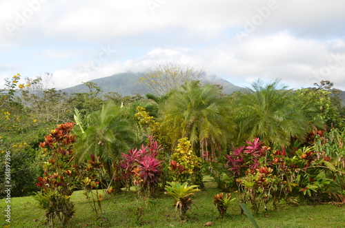 Volcano Jungle View