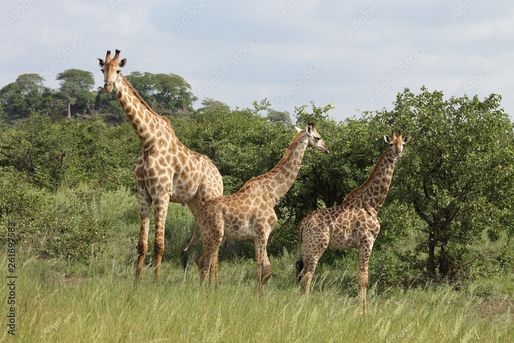 Obraz premium Giraffe / Giraffe / Giraffa Camelopardalis