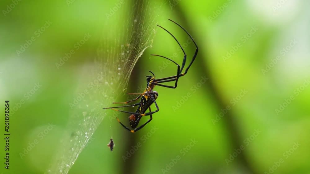 Huge yellow and black spider on web carrying its prey wrapped in silk hanging from its abdomen and attaches it to the web for storage. Close up of large spider in the jungle walking on web. Huge yellow and black spider on web carrying its prey wrapped in silk hanging from its abdomen and attaches it to the web for storage. Close up of large spider in the jungle walking on web.