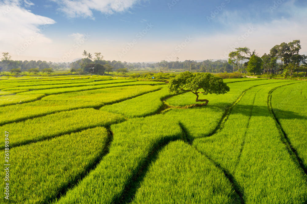 Beautiful green rice field with tree at sunny day