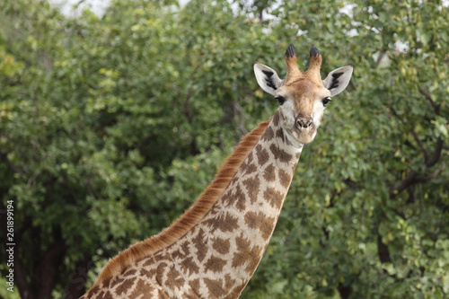 Giraffe / Giraffe / Giraffa Camelopardalis