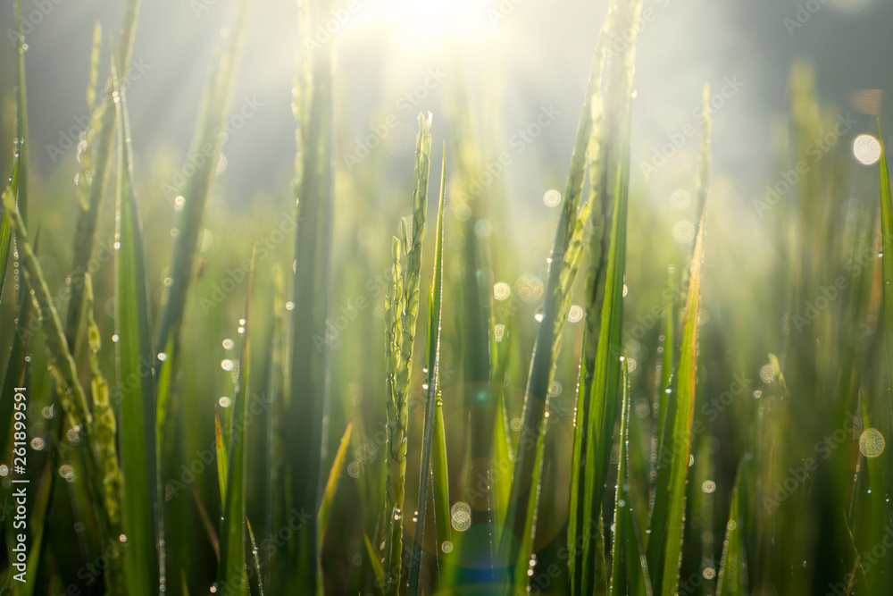 Beautiful scenery of paddy with dew at morning