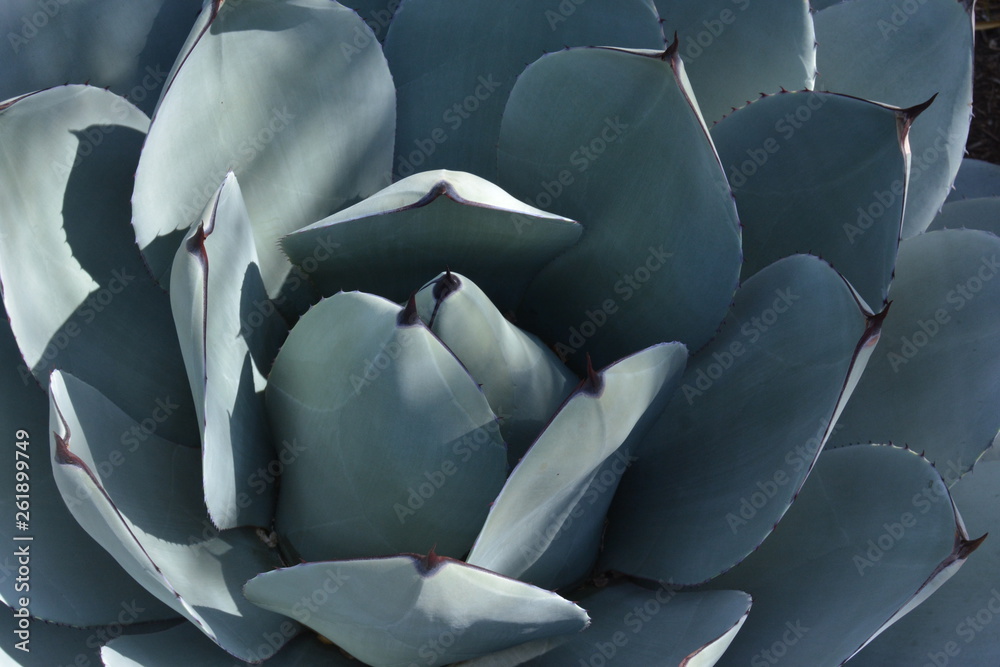 Obraz premium Succulent desert rose 