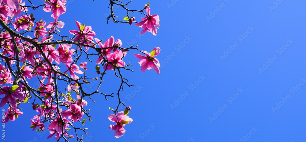 Magnolia blossom tree. Beautiful magnolia flowers against blue sky background close up. Japanese magnolia. Magnolia blossom tree. Beautiful magnolia flowers against blue sky background close up. Japanese magnolia.