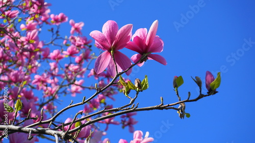Magnolia blossom tree. Beautiful magnolia flowers against blue sky background close up. Japanese magnolia. © lenic
