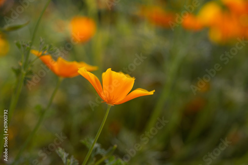 flower on green background