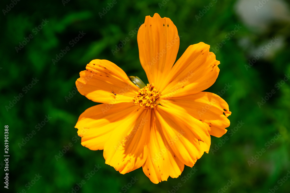 Yellow cosmos flowers Yellow cosmos flowers